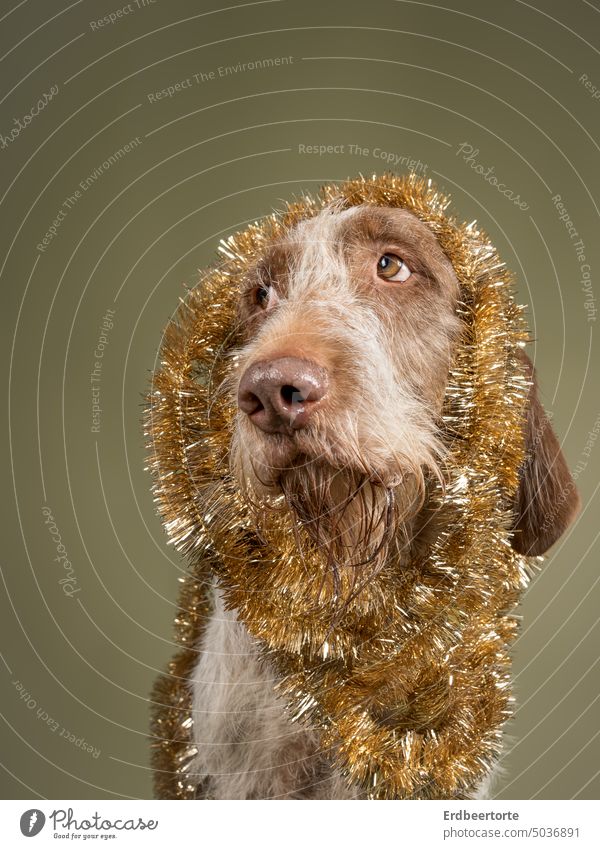 Schöne Bescherung Hund Weihnachten & Advent Haustier Feste & Feiern Weihnachtsbaum festlich Dekoration & Verzierung Winter Stimmung Tradition Baumschmuck