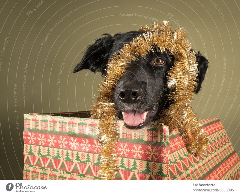 Schöne Bescherung Hund Weihnachten & Advent Haustier Feste & Feiern Weihnachtsbaum festlich Dekoration & Verzierung Winter Stimmung Tradition Baumschmuck