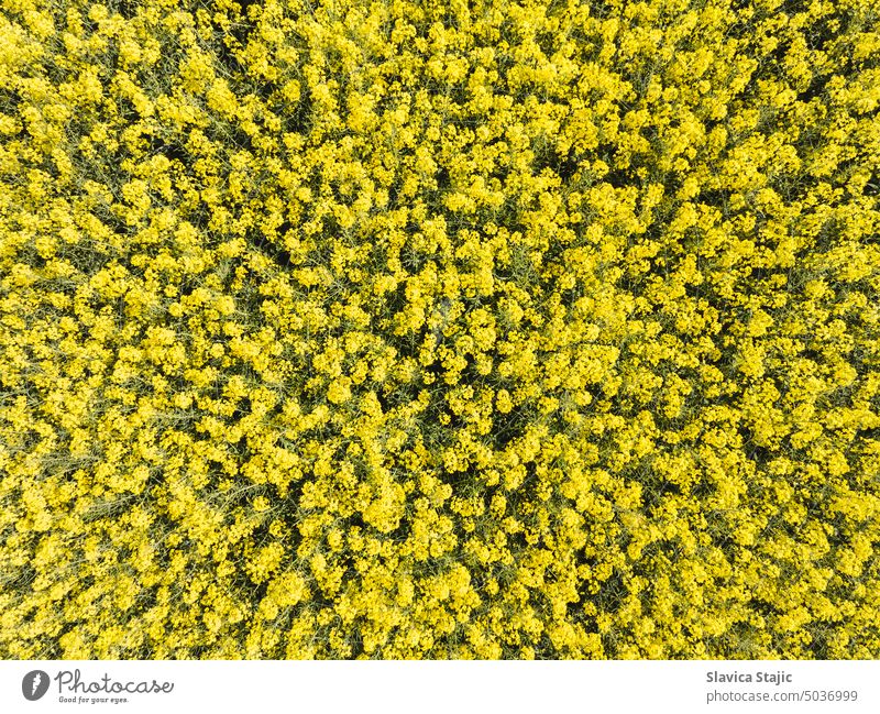 Rapsblüten. Frühling blühenden Raps Blumen Feld in ländlichen Landschaft. Natur Landschaft Hintergrund landwirtschaftlich Ackerbau Biene Biografie Bioökonomie