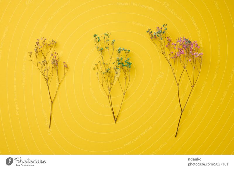 Blumenstrauß aus trockenen Wildblumen auf gelbem Hintergrund, Ansicht von oben Kräuterbuch sehr wenige Natur niemand rosa Pflanze Saison Vorbau Top wild Herbst