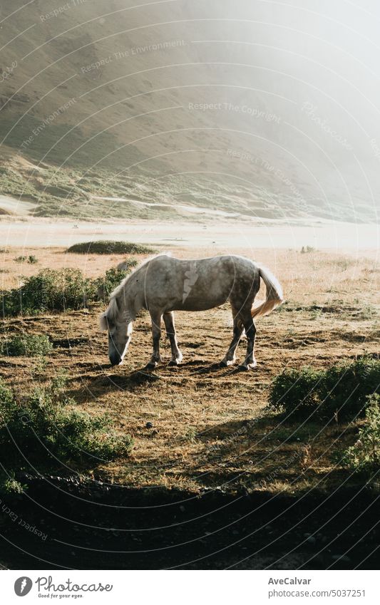 Wildpferd in der Mitte einer Wiese, Island Wildtiere, Pferd mit langen Haaren Tier wild Natur Berge u. Gebirge im Freien Säugetier Tierwelt Cloud Himmel schön