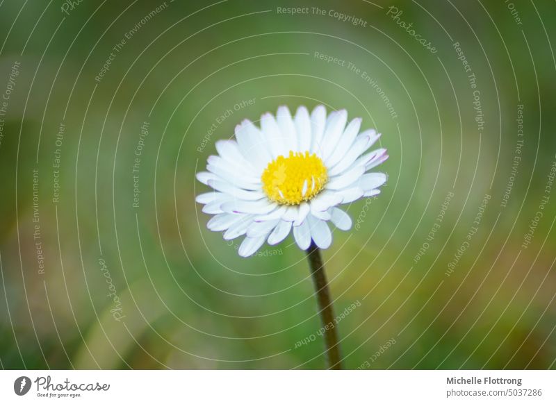 Gänseblümchen - unscharfer Hintergrund; gelb & weiß Blume Sommer Blüte Pflanze grün Natur Wiese Frühling Unschärfe Blühend Außenaufnahme