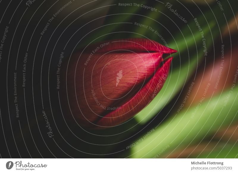 rote Tulpe im Lichtspiel vor grünem Hintergrund rote tulpe Tulpenblüte Nahaufnahme Makroaufnahme Blütenstruktur Licht und Schatten Frühling Detailaufnahme