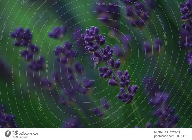 Lavendelblüten vor grünem Grund, im Vordergrund eine scharfe Blüte im Hintergrund unscharfe Blüten Lavendelfeld lavendelfarben lila Lila Blume