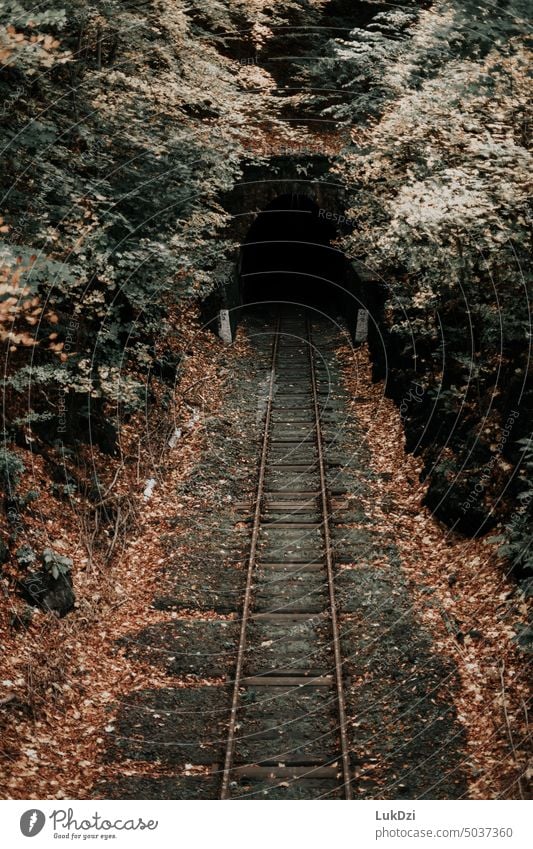 Alter Eisenbahntunnel im herbstlichen Wald unterirdisch Stollen Tube reisen Transport Zug Bahn Verkehr Stein beängstigend Schiene Eingang dunkel Entsetzen Angst