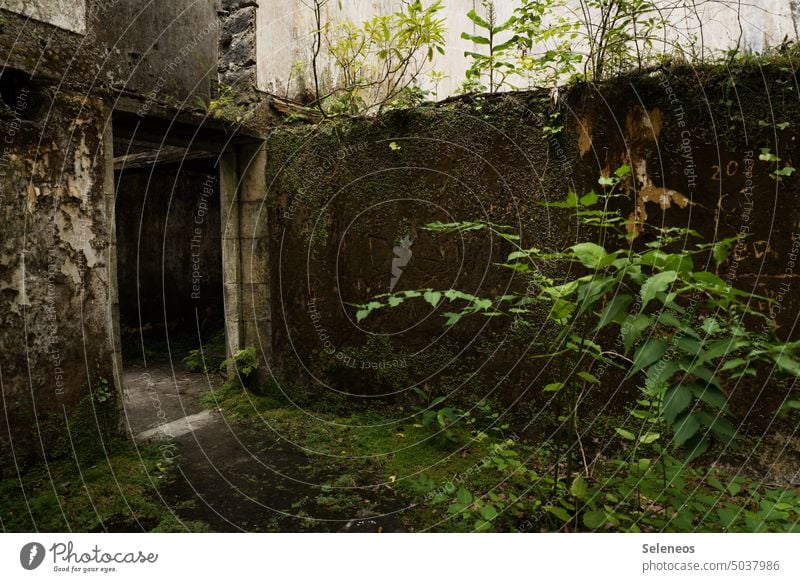 altes Haus zugewachsen lost places kaputt Vergänglichkeit Verfall Wandel & Veränderung verfallen verlassen Vergangenheit Gebäude dreckig Zerstörung Ruine Tür