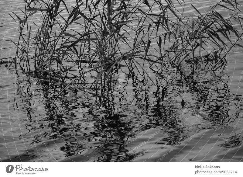 Phragmites, gewöhnliches Schilf, schwarz und weiß. Die Fische sind in der Tiefe. Röhricht Phragmente dunkles Wasser Reflexion & Spiegelung schwarz auf weiß mono