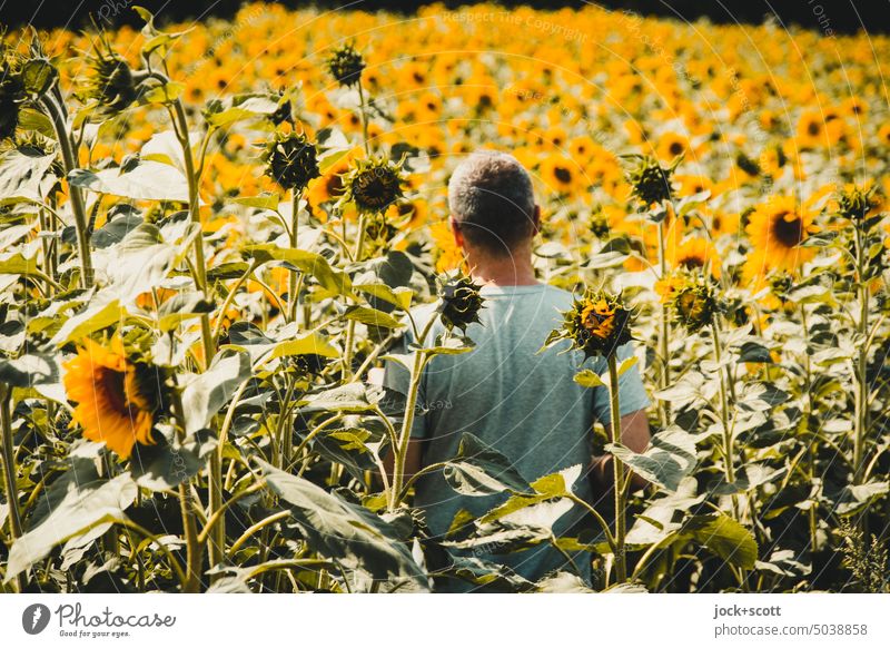 Sonnenblumenfeld lädt zum Verweilen ein Mensch Mann Erwachsene Natur Blühend Sommer gelb Unschärfe Sonnenlicht Nutzpflanze Blumenfeld Erholung Wachstum Rücken