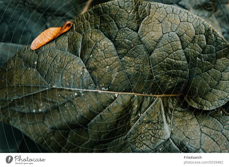 Dunkelgrüne große Wildpflanzenblätter als Nahaufnahme der Blattadern und kleines buntes Blatt Grünpflanze Natur Pflanze Farbfoto Blattgrün Detailaufnahme