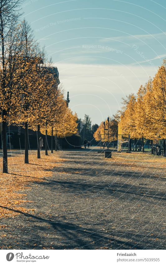 Baumallee in der Stadt mit bunten Blättern und gefallenem Laub Allee Bäume Herbst Herbstlaub Herbstblätter Herbstfärbung Stadtnatur gelb Herbststimmung