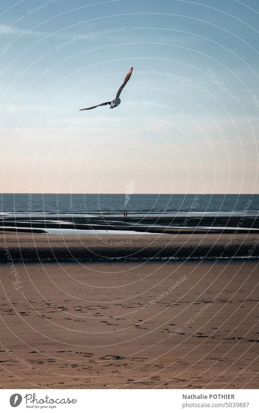 Möwe fliegt über den Strand am Abend MEER Küste Meer Vogel Wasser Ferien & Urlaub & Reisen fliegen Tier Nordsee Natur Außenaufnahme Sommer Himmel Feder Sand