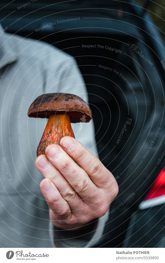 Mann mit einem Steinpilz in der Hand nach dem Sammeln von Pilzen im Wald Steinpilze Waldpilz Herbst Außenaufnahme frisch braun Fichtenpilz Natur Farbfoto