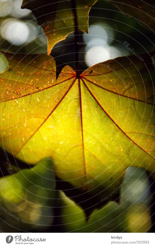 Herbstlichter Natur Pflanze Sonnenlicht Blatt Ahornblatt leuchten ästhetisch positiv schön weich ruhig Frieden Lichteinfall lichtvoll Bokeh Herbstlaub