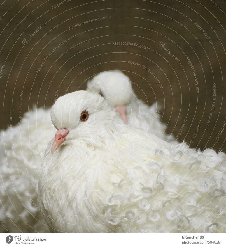 Ganz in Weiß Vogel Taube Tiergesicht Flügel Feder Federvieh Lockentaube Kopf Schnabel Tierzucht Auge beobachten Blick stehen elegant schön natürlich weiß