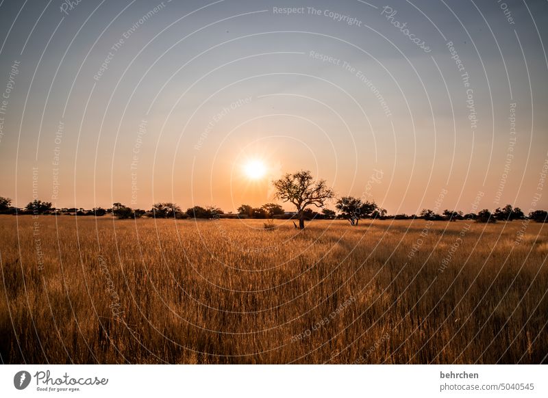 sonnenwiese fantastisch Himmel Sonnenlicht träumen wunderschön Kitsch romantisch Baum Abenddämmerung Nacht Sonnenuntergang Gras Kalahari Außenaufnahme Namibia