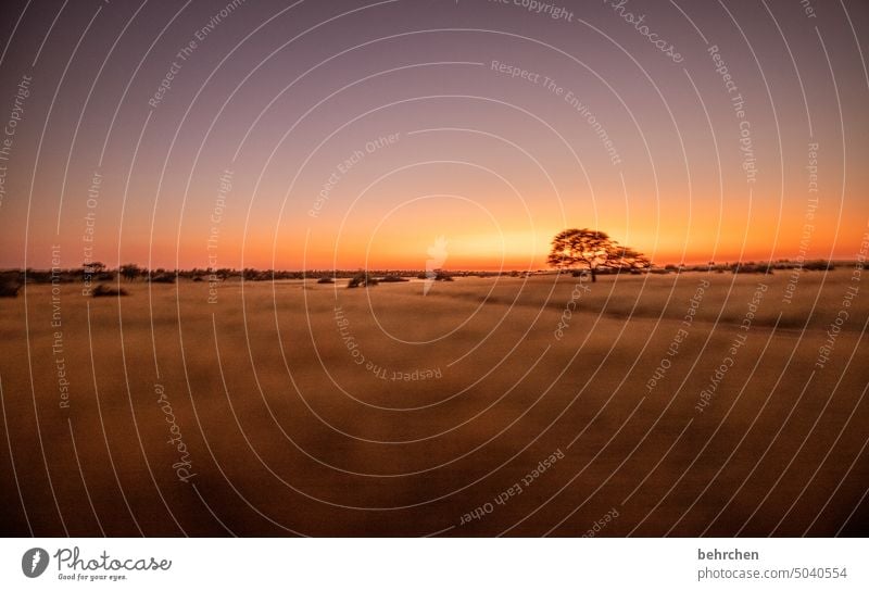 gräserneer stille Dämmerung magisch besonders traumhaft Ferien & Urlaub & Reisen Natur Freiheit Abenteuer Einsamkeit Landschaft Farbfoto reisen Sehnsucht