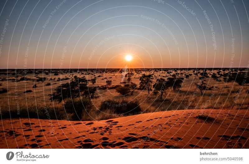 wüstensonne besonders Wüste magisch Himmel weite Ferien & Urlaub & Reisen Natur Abenteuer Einsamkeit Landschaft Farbfoto reisen Fernweh Afrika Ferne Namibia