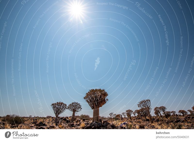 wald Abenteuer Keetmanshoop beeindruckend besonders Himmel Natur Ferien & Urlaub & Reisen Landschaft Farbfoto reisen Fernweh Ferne weite Wüste Afrika Namibia