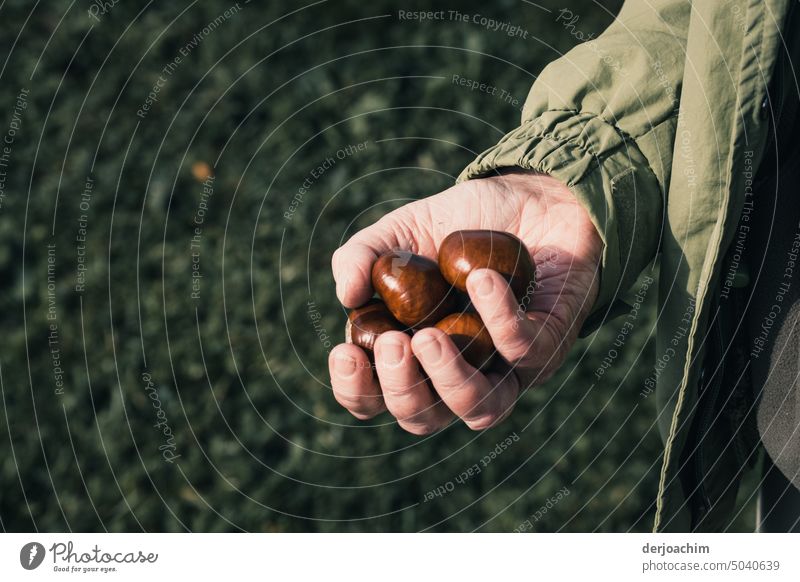 Eine Frau hält eine Handvoll Kastanien in der Hand. kastanien sammeln Herbst braun herbstlich Natur Herbstgefühle Oktober Herbstfärbung natürlich halten