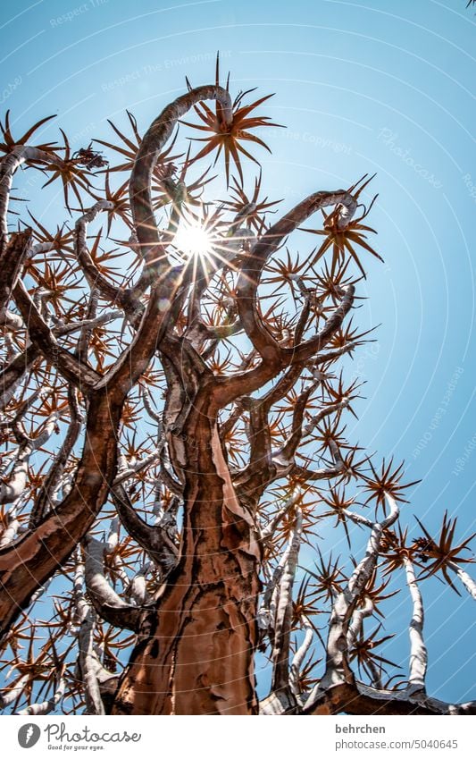 sternenhimmel Keetmanshoop beeindruckend besonders Himmel Natur Ferien & Urlaub & Reisen Farbfoto Wüste Afrika Namibia Sonnenlicht außergewöhnlich Baum