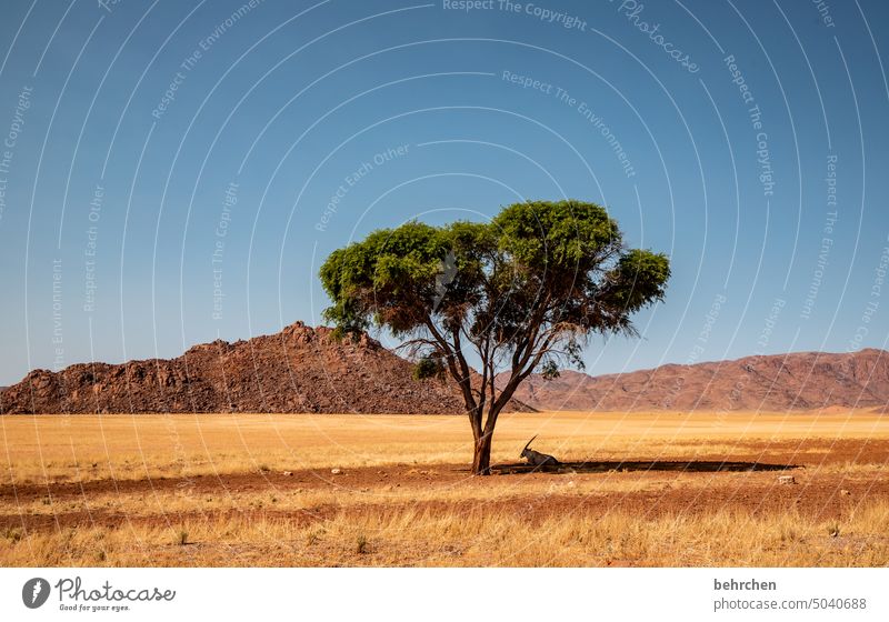 ein schattiges plätzchen Endlosigkeit endlose weite Klimawandel Dürre allein Überleben Trockenheit trocken Akazie Baum Einsamkeit Ferne Sand Afrika Farbfoto