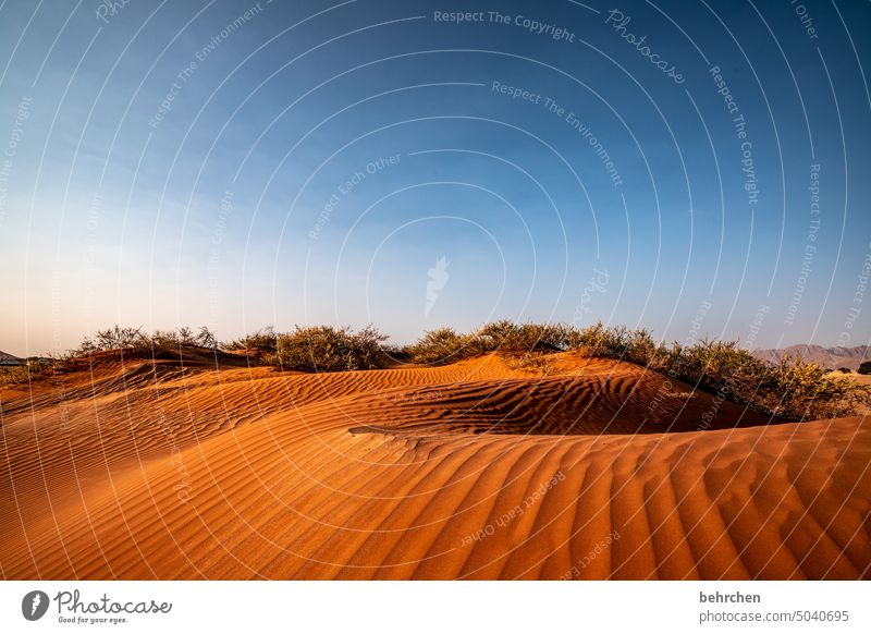 wellig stille sanddüne Dämmerung Dünen magisch beeindruckend besonders traumhaft Ferien & Urlaub & Reisen Natur Freiheit Abenteuer Einsamkeit Landschaft