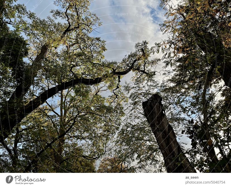 Im dunklen Wald Bäume Herbst Natur Baum Außenaufnahme Menschenleer Baumstamm Umwelt Pflanze Froschperspektive dunkel November gedeckte Farben Äste Zweige