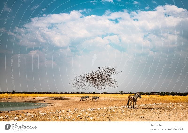 wild und frei magisch beeindruckend besonders traumhaft Wärme Himmel Abenteuer Freiheit Natur Ferien & Urlaub & Reisen Landschaft Farbfoto reisen Fernweh Ferne