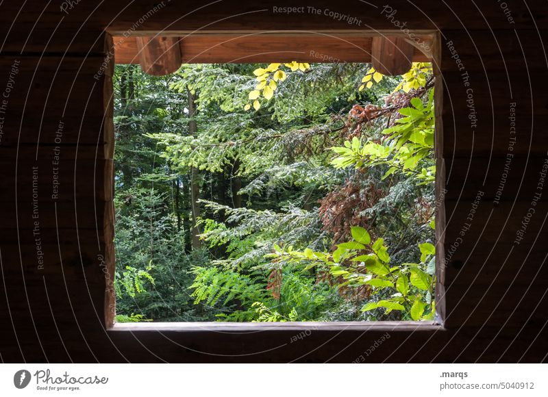 Flora Natur Fenster Ausblick Landschaft Aussicht Fensterblick Baum Wald Erholung ruhig Sommer Ferien & Urlaub & Reisen Schönes Wetter Rahmen Holz Hütte