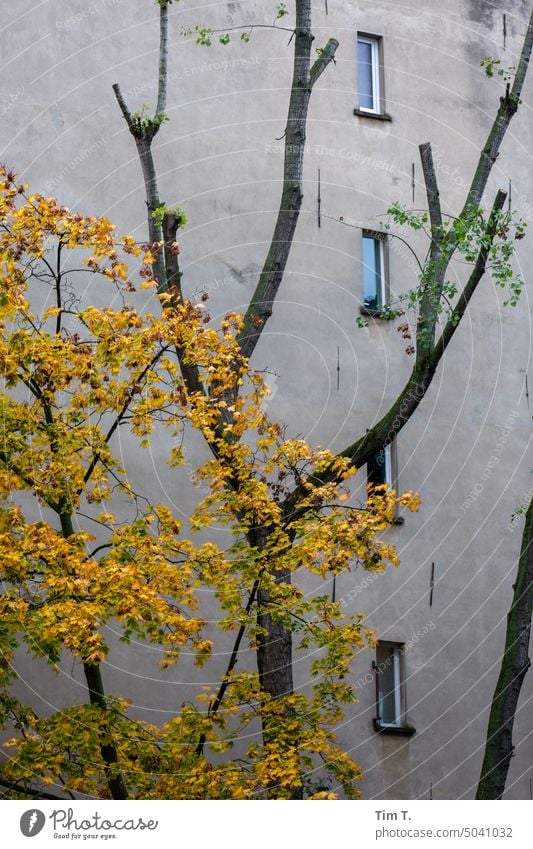 Hinterhof Prenzlauer Berg Herbst Baum Farbfoto Fenster Hof Menschenleer Stadt Stadtzentrum Haus Tag Altstadt Altbau Berlin Hauptstadt Außenaufnahme Gebäude