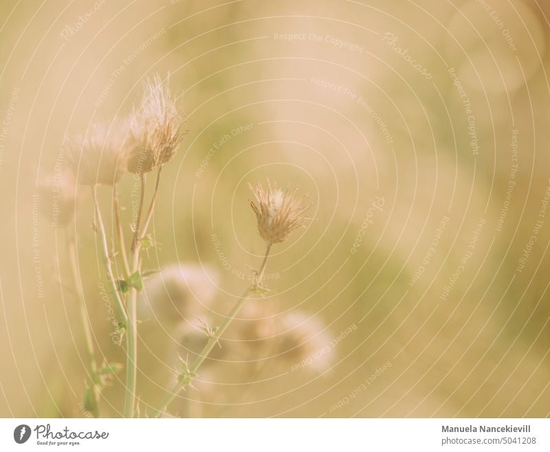 Zauber der Jahreszeiten jahreszeit Jahreszeitenwechsel Vegetation Herbst herbstlich Natur Vergänglichkeit Herbststimmung Herbstbeginn Außenaufnahme Farbfoto