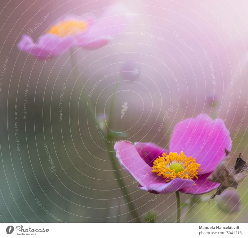 Die letzten Sommerboten #sommer #sommerboten# Natur Blume Pflanze Blüte Nahaufnahme Außenaufnahme Blühend Farbfoto Detailaufnahme Garten Makroaufnahme violett