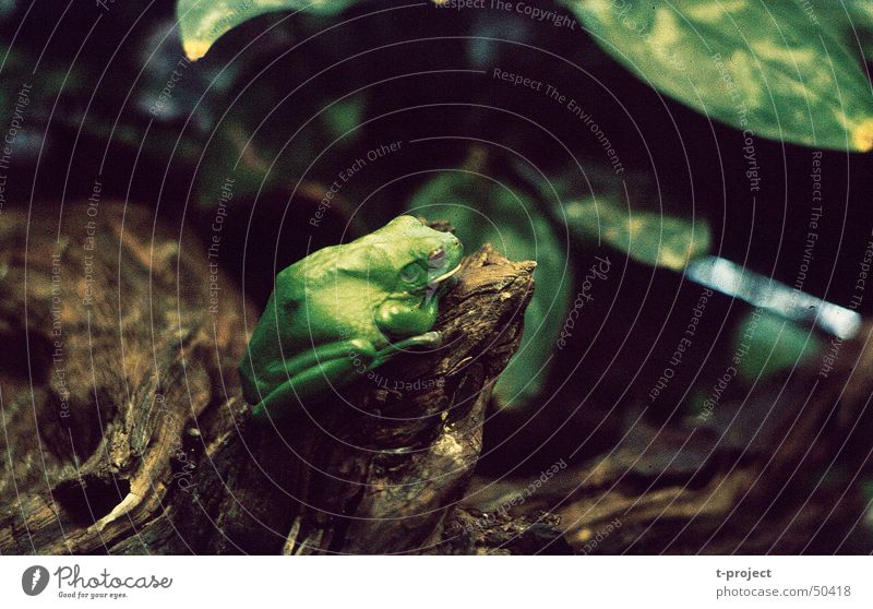 Laubfrosch grün Terrarium Innenaufnahme