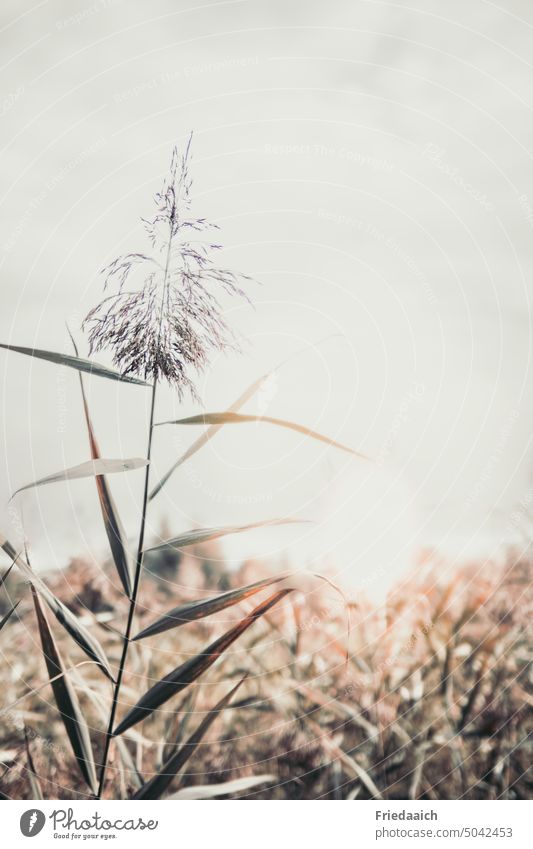 Gräser in der Natur mit entsättigten Farben und grauem Himmel Gräser im Wind Nahaufnahme grauer Himmel Gedeckte Farben Naturliebe Gras Pflanze Unschärfe Umwelt