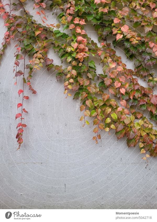 Herbstblätter Blatt Natur Baum herbstlich Herbstlaub gelb Herbstfärbung Außenaufnahme Herbstbeginn Jahreszeiten Farbfoto Herbstfarben Herbststimmung Laub