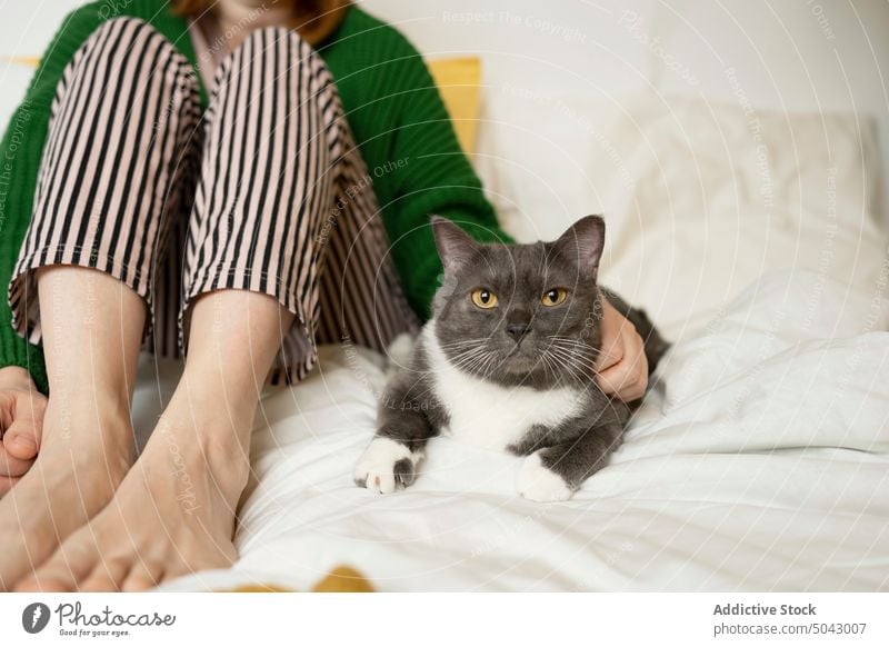 Crop Frau auf dem Bett liegend mit Katze Haustier Kraulen Streicheln Decke Komfort Barfuß heimwärts katzenhaft Tier Besitzer Lügen bezaubernd heimisch