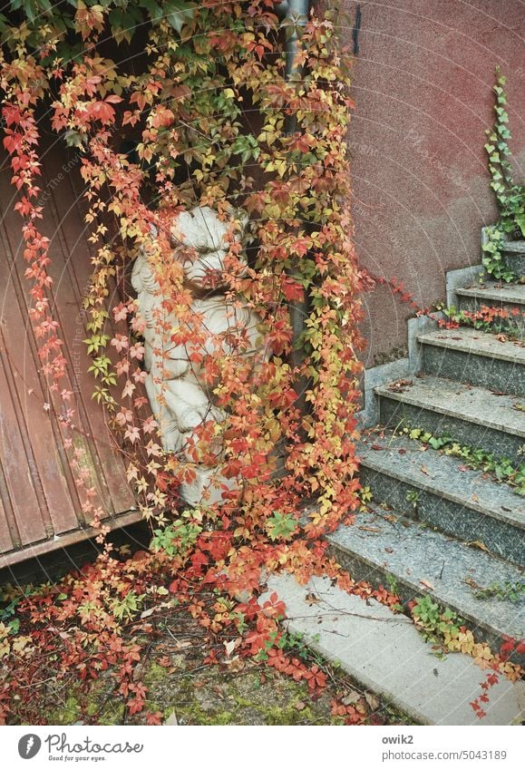 In Deckung Figur Skulptur Löwe Statue wachsam verhangen Efeu Laub Ranken bunt Herbstlaub Treppe herbstlich Laubfärbung Wandel & Veränderung Jahreszeiten