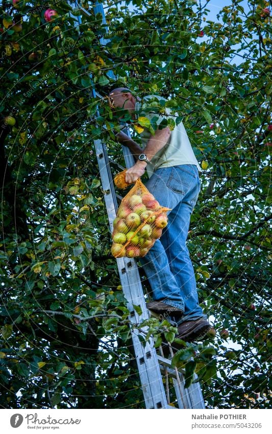 Äpfel pflücken im Obstgarten Kommissionierung Garten grün organisch Ernte Apfelernte reif vitaminreich frisch Natur Herbst Bioprodukte Gesunde Ernährung Tasche