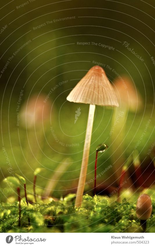 Eine" Helmlingsfamilie" ( keine Ahnung welche Art ) hat sich vor meinem Objektiv in Szene gesetzt. Herbst Pflanze Moos Pilz Wald Wachstum braun gelb grün rot