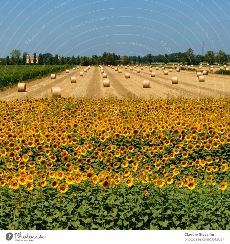 Ländliche Landschaft in Polesine bei Adria Europa Italien Rovigo Veneto Ackerbau Ballen Farbe Tag Außenseite Feld Blume orange im Freien Fotografie ländlich