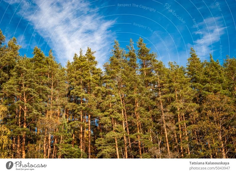 Blick von unten auf die Wipfel der Kiefern gegen einen blauen Himmel mit Decken. Natürlicher Hintergrund. Wald Baum Natur Landschaft Luftaufnahme Tiefblick