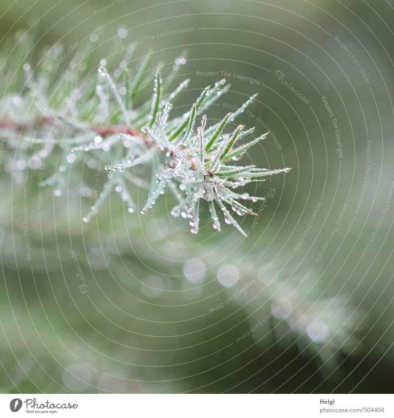 piekst | . Umwelt Natur Pflanze Herbst Baum Wildpflanze Nadelbaum Tannennadel Tannenzweig Wald glänzend Wachstum ästhetisch authentisch außergewöhnlich nass