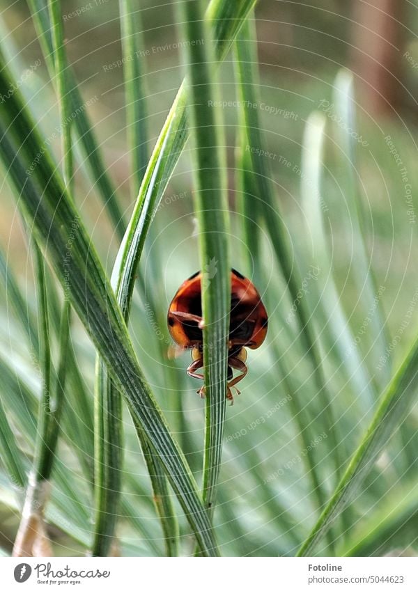 Tja, wer neugierig ist, wie ein Marienkäfer von unten aussieht, findet hier des Rätsels Lösung. Diesen Marienkäfer habe ich erwischt, als er eine Tannennadel entlangkrabbelte.