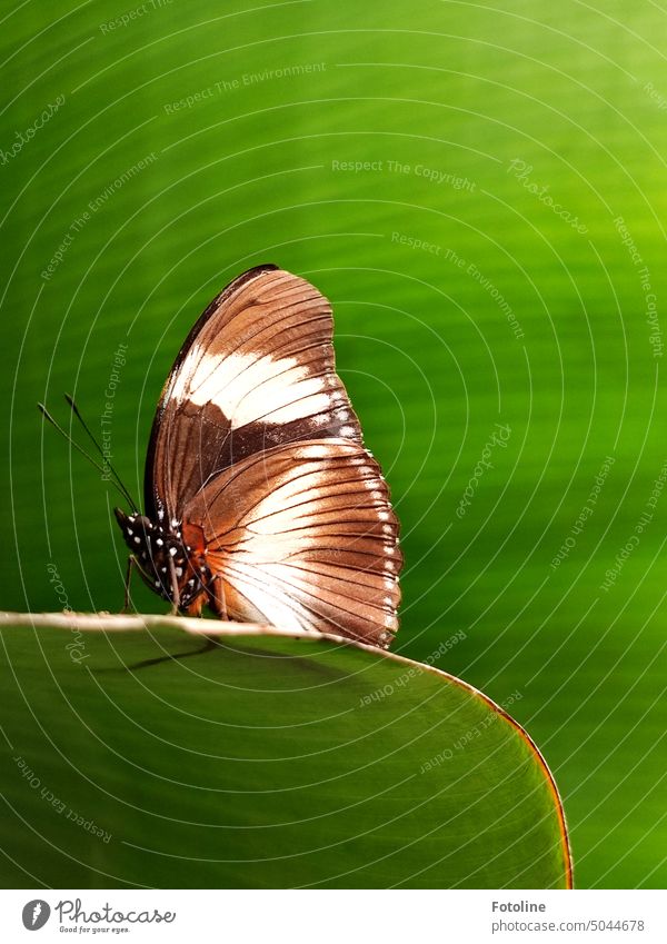 Ein Schmetterling sitzt auf einem Bananenblatt. Er hat die Flügel geschlossen und die Fühler ausgestreckt. Insekt Tier Natur Nahaufnahme Farbfoto Pflanze klein