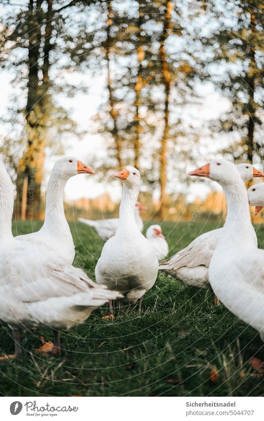 Portrait Gänse Gans Federvieh Geflügel Nutztier Freilandhaltung freilaufend Außenaufnahme Tier Tierporträt artgerecht Landleben Tierhaltung