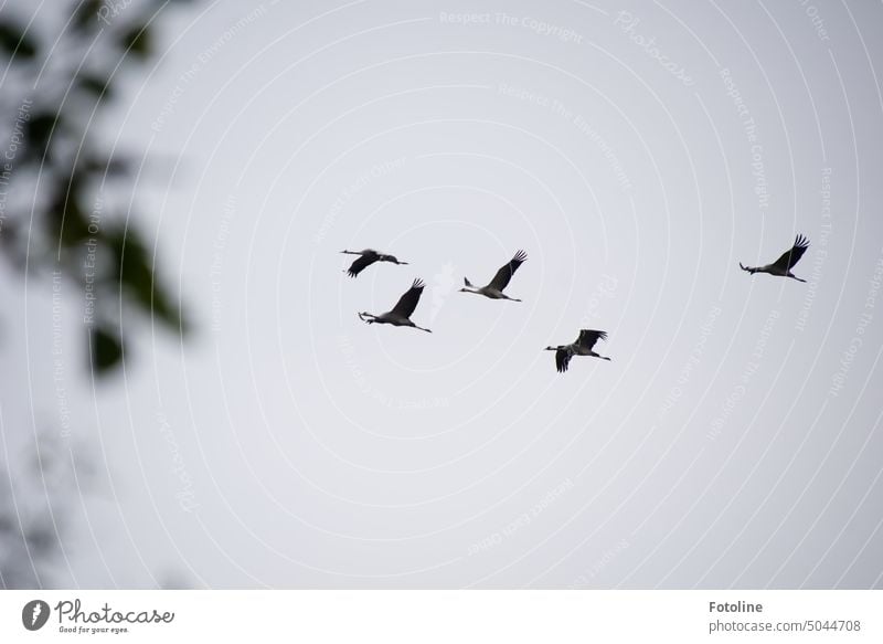 Es ist Herbst und die Kraniche ziehen in wärmere Gebiete. Elegant flogen sie über mich und riefen mir liebe Grüße zu. Vogel fliegen Außenaufnahme Tier Wildtier