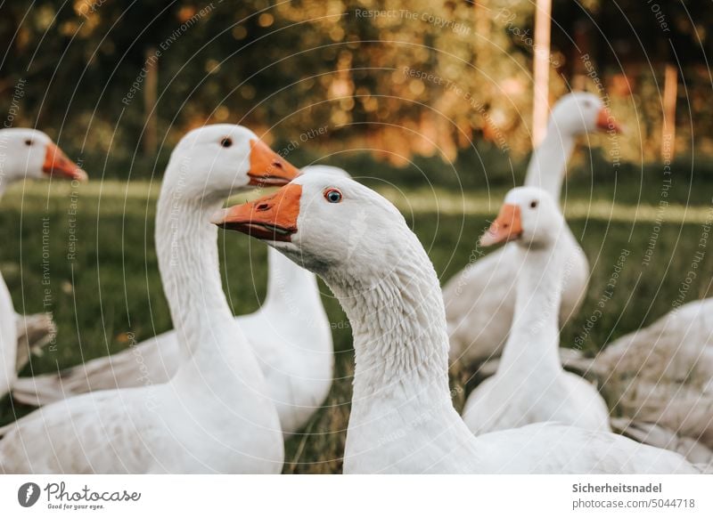 Gänse auf der Wiese Gans Menschenleer Tiergruppe Federvieh Geflügel Außenaufnahme Nutztier Freilandhaltung Tierhaltung freilaufend artgerecht