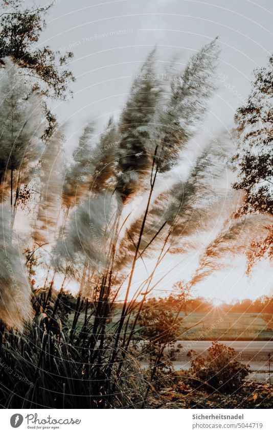 Pampasgras bei Sonnenuntergang Boho Pflanze Natur Wind windig Herbst Menschenleer Pflanzen Sonnenstrahlen Gräser