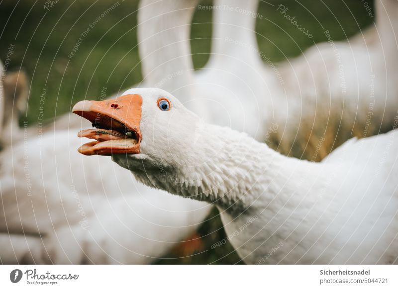 Fauchende Gans fauchen Federvieh Landleben Schnabel Nutztier Tierporträt Menschenleer Freilandhaltung freilaufend Geflügel Außenaufnahme