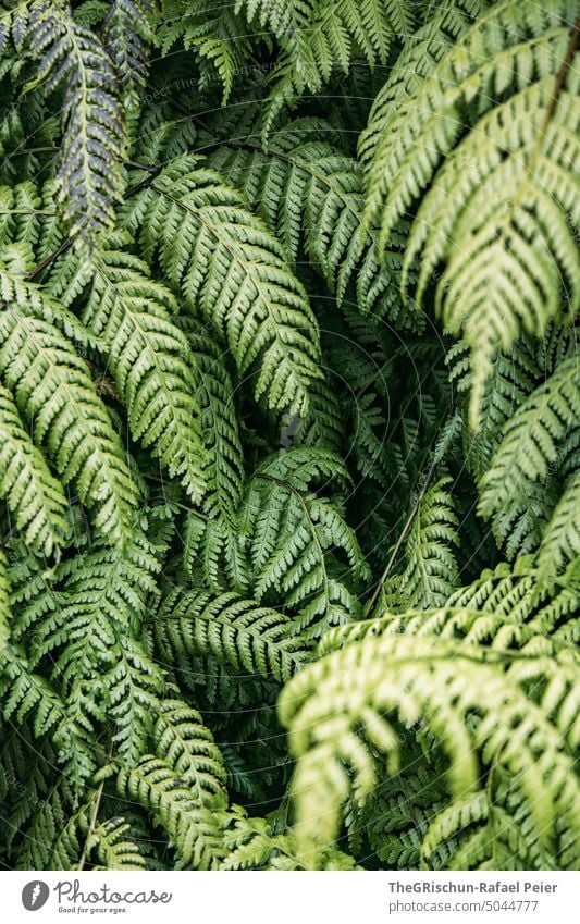 Farn grün pflanze Blatt Natur Makroaufnahme Pflanze Detailaufnahme Schwache Tiefenschärfe